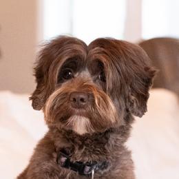 Laney - Australian Labradoodle