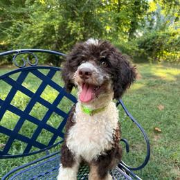 Dwayne (The Rock) - Brown and white male Aussiedoodle puppy in Chattanooga, Tennessee from Leafy Acre Mini Farm
