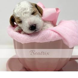 Beatrix - Parti female Goldendoodle puppy in State Road, North Carolina from Must Love Doodles
