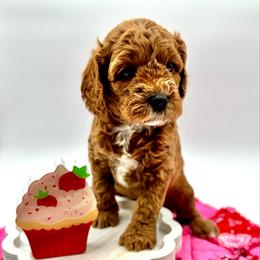 Pineapple - Red female Cavapoo puppy in La Vernia, Texas from Texas Teddy Bears