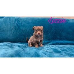 Lizzie (lilac tan-point) - Blue female Chihuahua puppy in Patchogue, New York from Cloudshadow Kennels