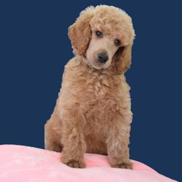 Sage - Red  female Poodle puppy in Clearwater, Florida from Poodle Majesty