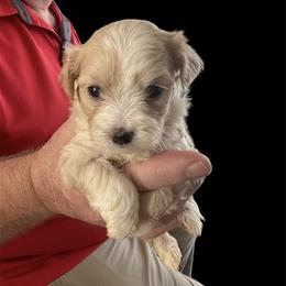Boy 1 - Cream male Maltipoo puppy in Mooresville, North Carolina from Clearview Canines