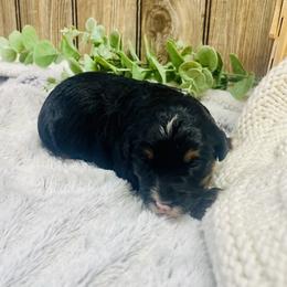 Lucy - Black tri-color female Aussiedoodle puppy in Hamilton, Michigan from White Pine Farm