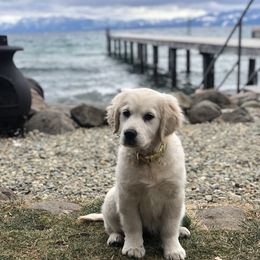 Golden Retriever Puppies from Sanctuary Ranch Goldens