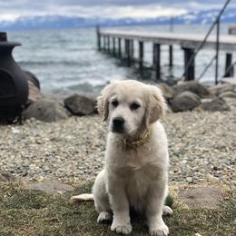 Golden Retriever Puppies from Sanctuary Ranch Goldens