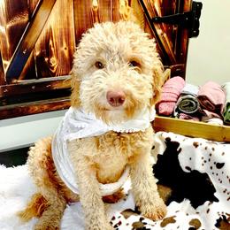 Maggie - Goldendoodle