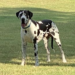 Moose - Great Dane