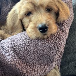 Goldendoodle Puppies from Doodifuldoods