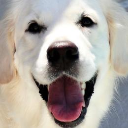 Emmie - Golden Retriever