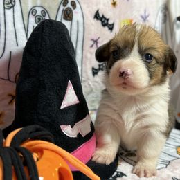 Gamora - Black and tan female Pembroke Welsh Corgi puppy in Barstow, California from Caldwell’s Corgis of Southern California