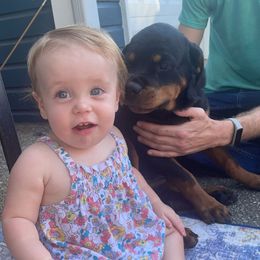 Rottweiler Puppies from S.L Rottweilers