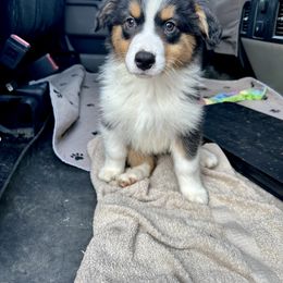 Australian Shepherd Puppies from Aussome Okie Aussies