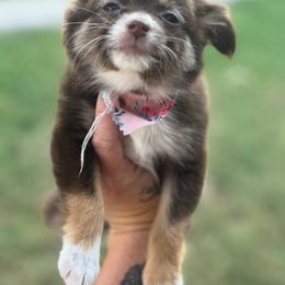 Toy Australian Shepherd Puppies from Carlsbad Toy Aussies
