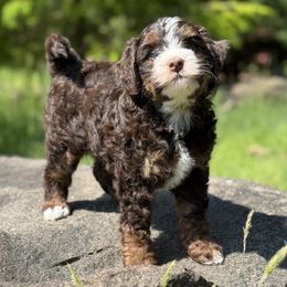 Tourmaline - Tri-color male Bernedoodle puppy in Oregon from Blue Skye Doodles