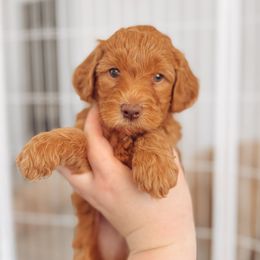 Goldendoodle Puppies from Summer Sun Doodles
