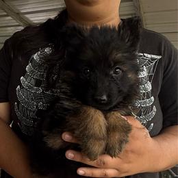 Jovana - Black and red female German Shepherd puppy in Youngsville, North Carolina from di Casa Ortiz German Shepherds