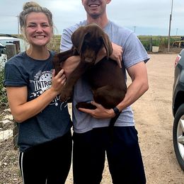 Labrador Retriever Puppies from High Prairie Canines