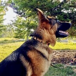Burma - German Shepherd