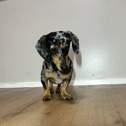 Lilly - Dachshund