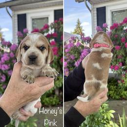 Girl 9 - female Beagle puppy in Brownsville, Oregon from Beagles on the Run