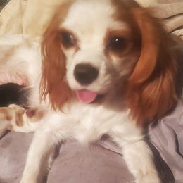 Effie - Cavalier King Charles Spaniel