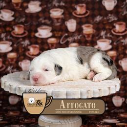 Affogato - Merle female Sheepadoodle puppy in Cleveland, Tennessee from Narrow Path Old English & Sheepadoodles