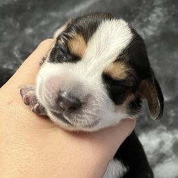 Purple - Black tan and bluetick female Beagle puppy in Jasper, Texas from Beech Grove Beagles