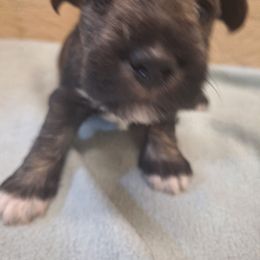 Ollie - Salt and pepper male Miniature Schnauzer puppy in Warrenville, South Carolina from All Paws Pet Resort