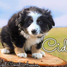 Miniature Australian Shepherd Puppies from Lost Coast Aussies