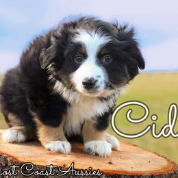 Miniature Australian Shepherd Puppies from Lost Coast Aussies
