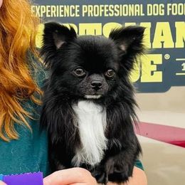 Rockstar - Chihuahua