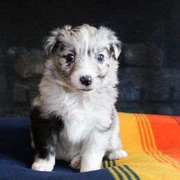 Australian Shepherd Puppies from Forte Australian Shepherds & Co.