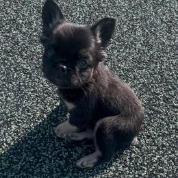 Girl 1 - Black and tan female French Bulldog puppy in Des Moines, Iowa from Frenchie Dreams Come True