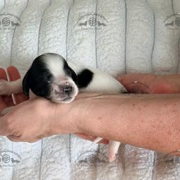 Miss. Orange-2000 - Piebald female Dachshund puppy in Sparr, Florida from From the Heart Doxies