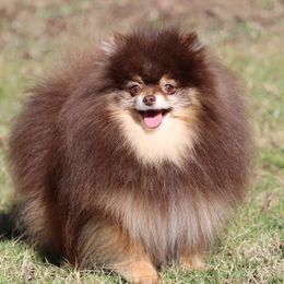 Kona - Pomeranian