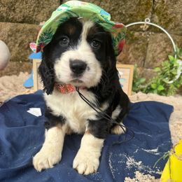Amor - Black white and tan male English Springer Spaniel puppy in Cookeville, Tennessee from Krossroads Kennel