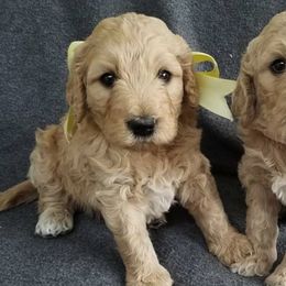Goldendoodles and Labradoodles from Hickory Creek Doodles