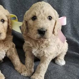 Goldendoodles and Labradoodles from Hickory Creek Doodles
