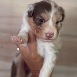 Dorothy - Red merle female Australian Shepherd puppy in Morrow, Ohio from OakHaven Acres Aussies