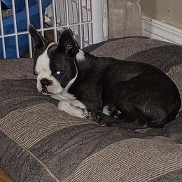 Libby - Boston Terrier
