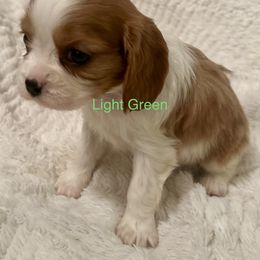 Cavalier King Charles Spaniel Puppies from Rhonda Davis