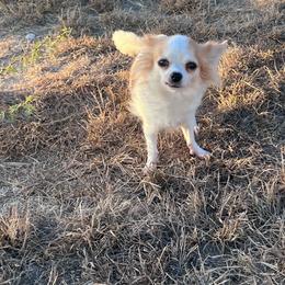 Rose - Chihuahua