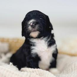 Brisket - Black and white male Bernedoodle puppy in New Harmony, Indiana from Cottonwood Farms
