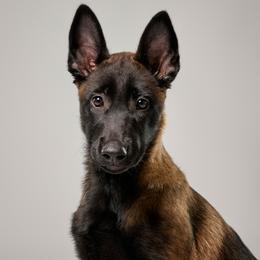 Serana - Belgian Malinois