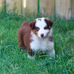 Verity (Pink) - Red tri-color female Australian Shepherd puppy in Navasota, Texas from Triple MMM Kennel