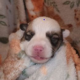 Boy 1 - Red and white male American Corgi puppy in Pioneer, Michigan from Country Corners Corgis