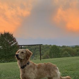Maybelle - Golden Retriever