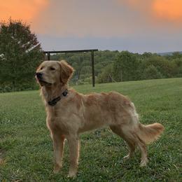 Maybelle - Golden Retriever