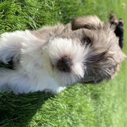 Miniature Schnauzer Puppies from Star Schnauzers